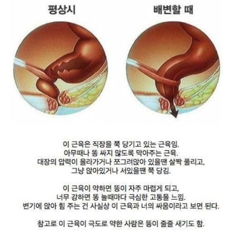 인체중 제일 중요한 근육.jpg