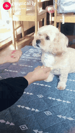 개정색.gif
